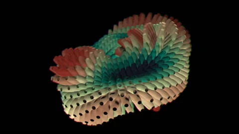 Sea Creatures 2 Stock Footage 145267155