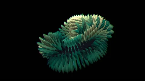 Sea Creatures 3 Stock Footage 145267144