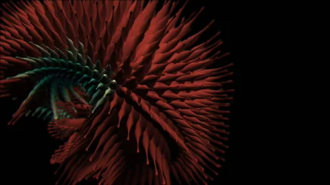 Sea Creatures 6 Stock Footage 145267212