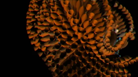 Sea Creatures 8 Stock Footage 145267238