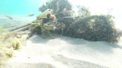 Sea creatures around sunken old rope Stock Footage 125566454