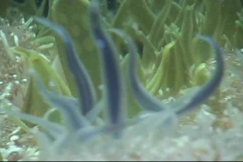 Sea Creatures Video stock 286664