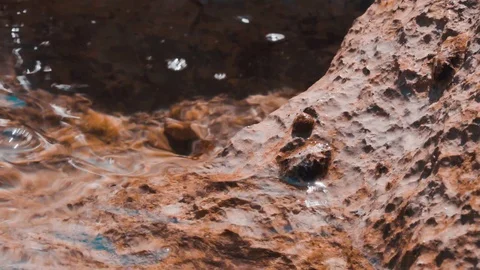 Sea creatures Stockbeeldmateriaal 91283293