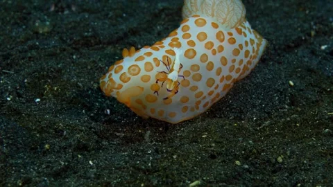 Sea creatures Stock Footage 242650693