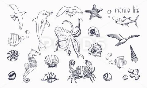 Sea creatures isolated on white background. Stock Illustration