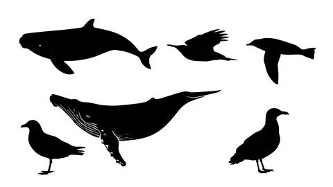 Sea Creatures of Sailing Black Solid Silhouettes Collection Stock Illustration