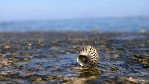 Sea creep 스톡 동영상 129199230