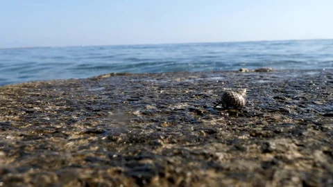 Sea creep is moving 스톡 동영상 129199161
