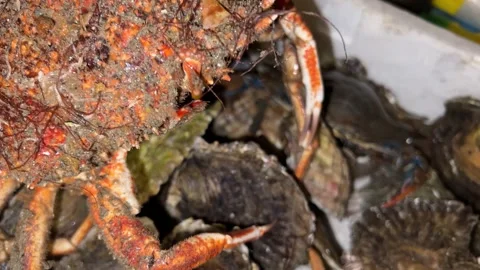 Sea crustacean close up Stock Footage 231628936