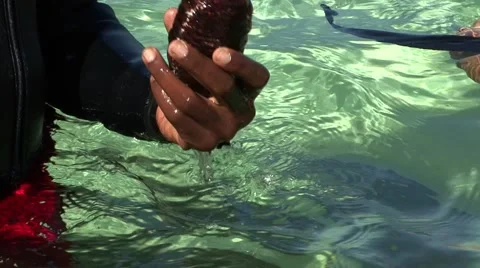 Sea Cucumba Stock Footage 68300903