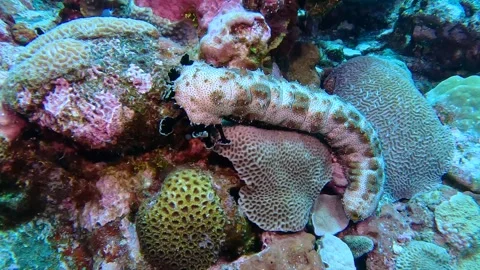 SEA CUCUMBER 1 Stock Footage 277923970