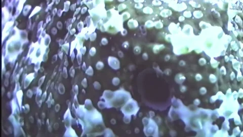 SEA CUCUMBER 3 Video stock 306623898