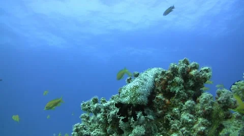 Sea cucumber on corals Video stock 58191799