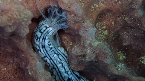 Sea cucumber feeds on sponge 動画素材 121720835