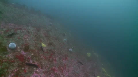 Sea cucumber Stock Footage 12474036
