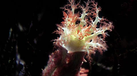 Sea Cucumber  Stock Footage 66582974