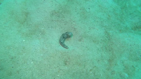 Sea Cucumber Stock Footage 139748455