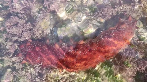 Sea cucumber Stock Footage 165162955