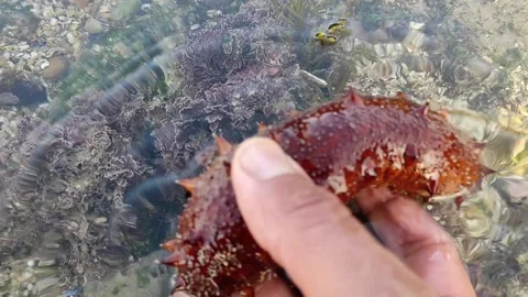 Sea cucumber Stock Footage 165164174