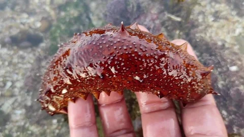 Sea cucumber Stock Footage 165164360