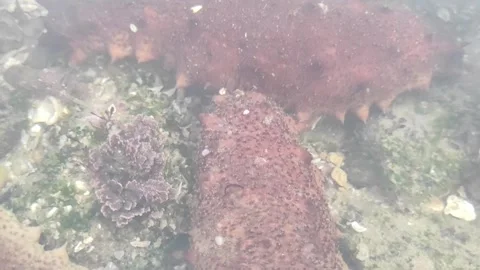 Sea cucumber Stock Footage 165457421