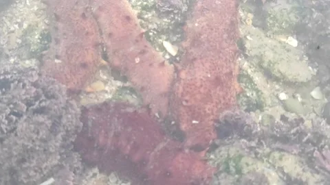 Sea cucumber Stock Footage 165457553