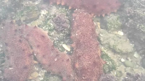 Sea cucumber Stock Footage 165457812