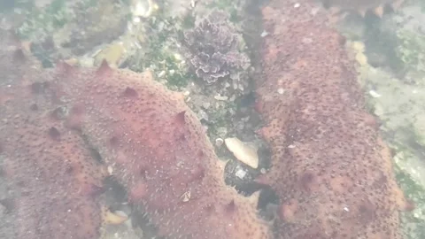 Sea cucumber 스톡 동영상 165463002