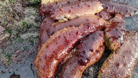 Sea cucumber Stock Footage 165468509