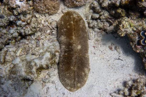 Sea Cucumber (Holothuroidea) Laying In The Ocean Floor. Echinoderm Animal. Stock Photos