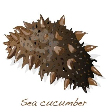 Sea cucumber isolated Stock Illustration