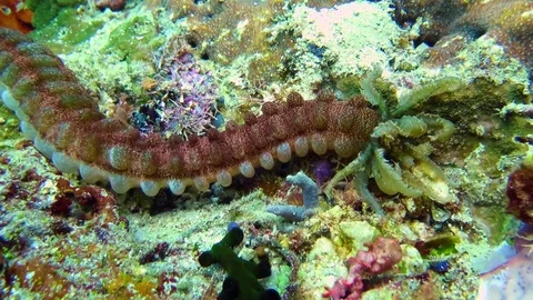 Sea cucumber moving over corals of  Bali Video stock 80454626