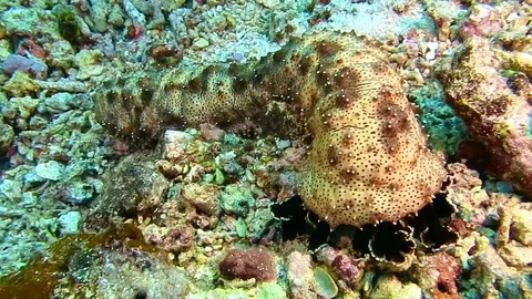Sea cucumber moving over corals in Bali Stock Footage 80664808