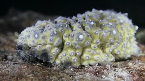 Sea cucumber at night Stock Footage 10754007