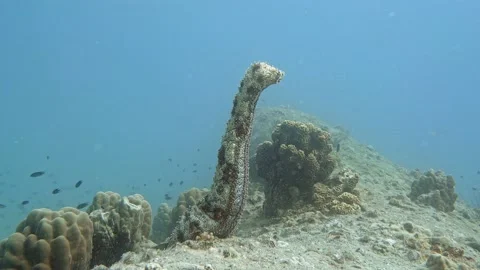 Sea ​​cucumber Pearsonothuria graeffe Stock Footage 196851224