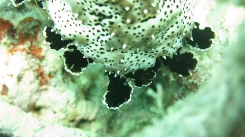 Sea cucumber (Pearsonothuria graeffei) scanning the reef with tentacles Stock Footage 80167653