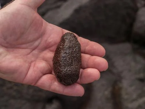 Sea Cucumber Stock Photos