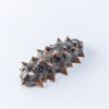 Sea cucumber Stock Photos