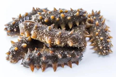 Sea cucumber Stock Photos