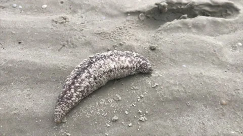 Sea cucumber on sand Stock Footage 157550776