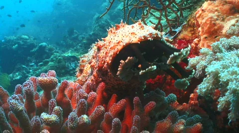A sea cucumber standing up while walking through the coral reef (Bohadschia grae Video stock 795206