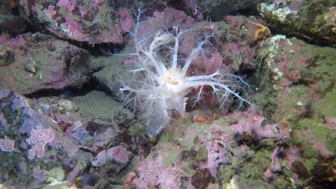 Sea cucumber tentacle feeding Stock Footage