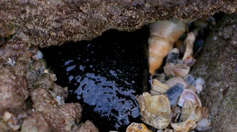 Sea cucumber under the stone Stock Footage 53199277