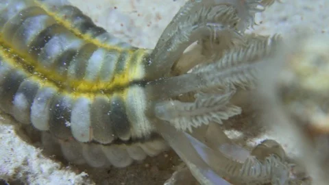 Sea Cucumber Underwater Close Up Red Sea Egypt Stock Footage 102889976