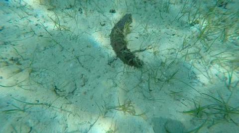 Sea cucumber whilst  Diving in clear Gozo sea water Malta Vidéo 50056747