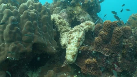 Sea cucumbers - close up Stock Footage 282524848