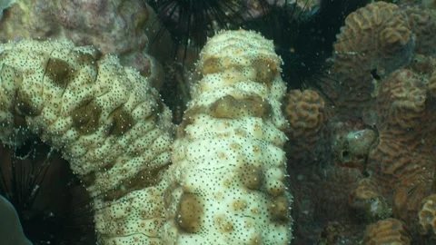Sea cucumbers - extreme close up Stock Footage 282524825
