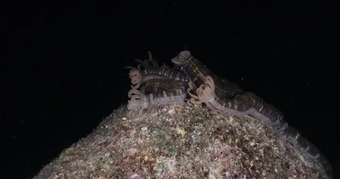 Sea Cucumbers 库存影片 115078940