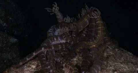 Sea Cucumbers Stock Footage 115079568