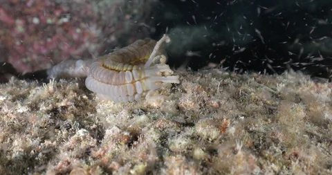 Sea Cucumbers 库存影片 115099351